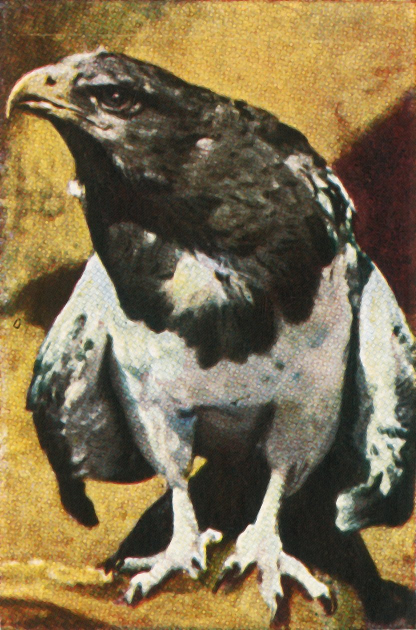 Agulha para adultos, c1928. de Unbekannt