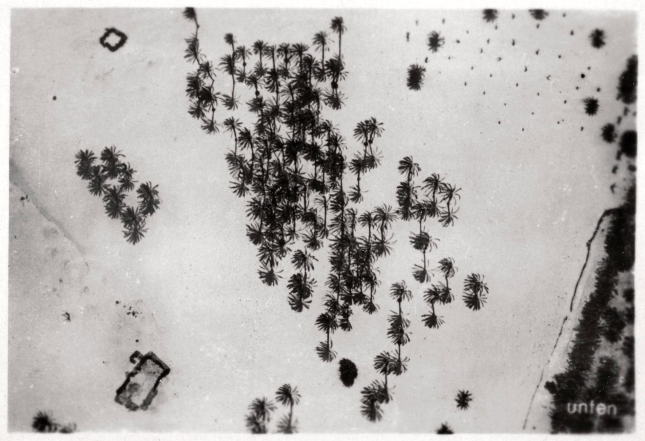 Vista aérea de sombras de palmeiras no deserto da Arábia, de um Zeppelin, 1931 1933 de Unbekannt