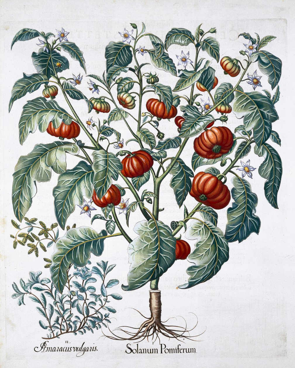 Plantas africanas de tomate e manjerona, 1613 de Unbekannt