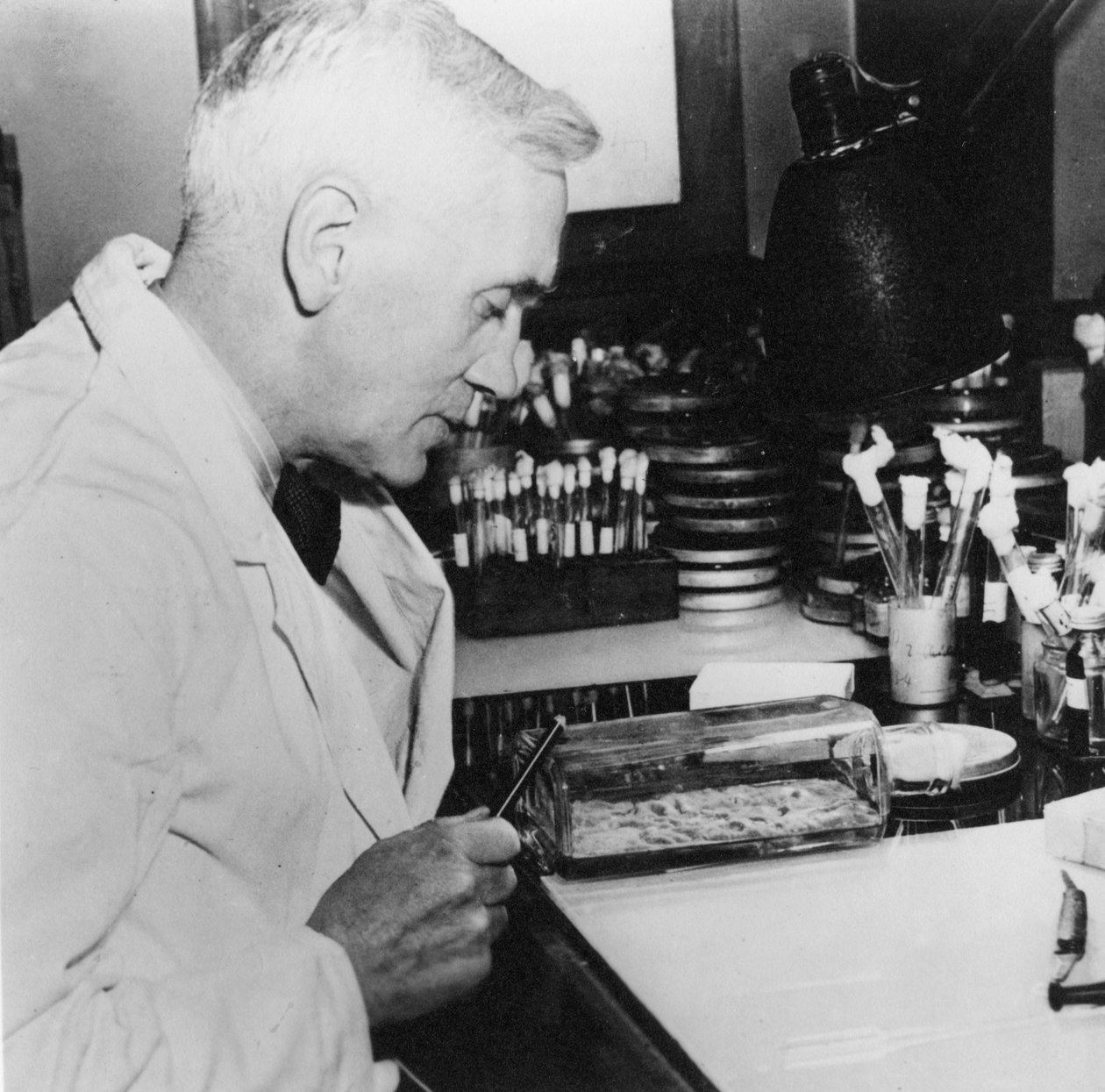 Alexander Fleming, bacteriologista escocês em seu laboratório, década de 1930 de Unbekannt