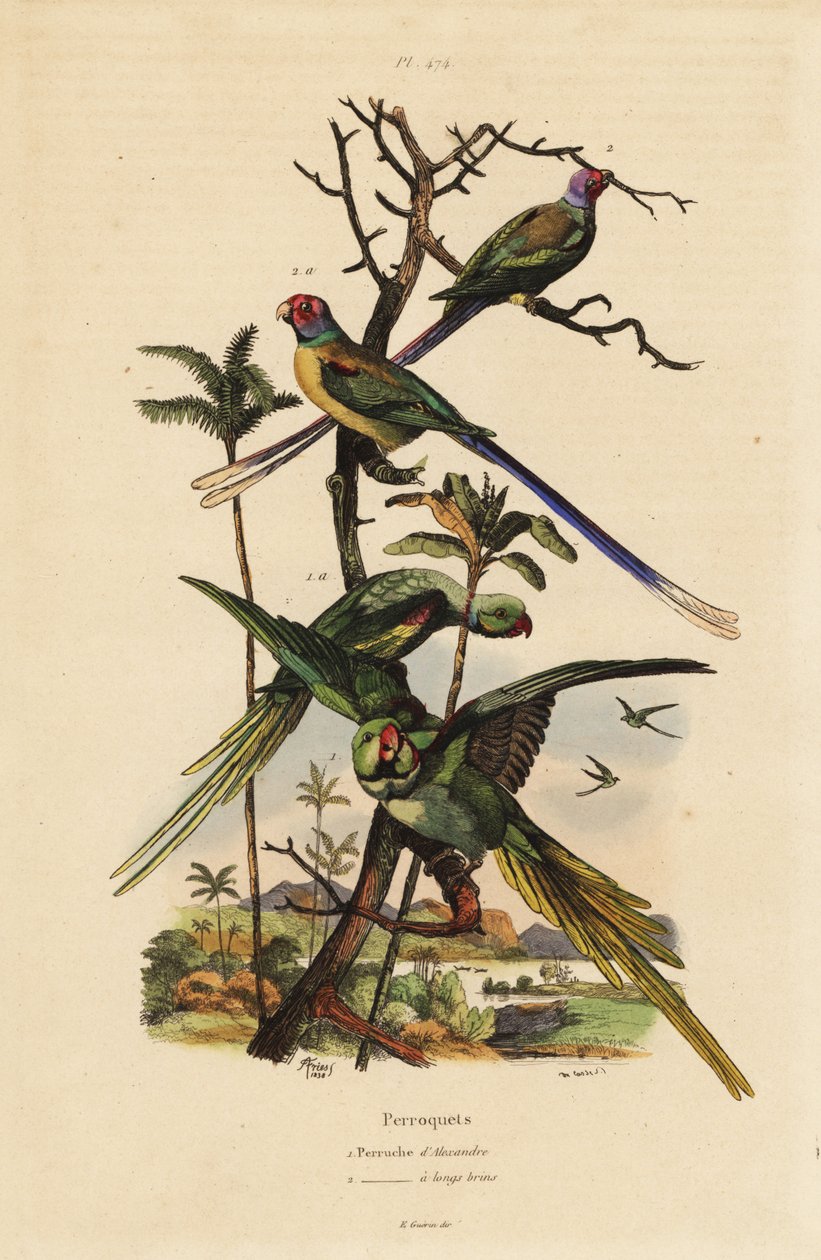 Periquito Alexandrino, Psittacula eupatria, Psittacula longicauda Perruche d