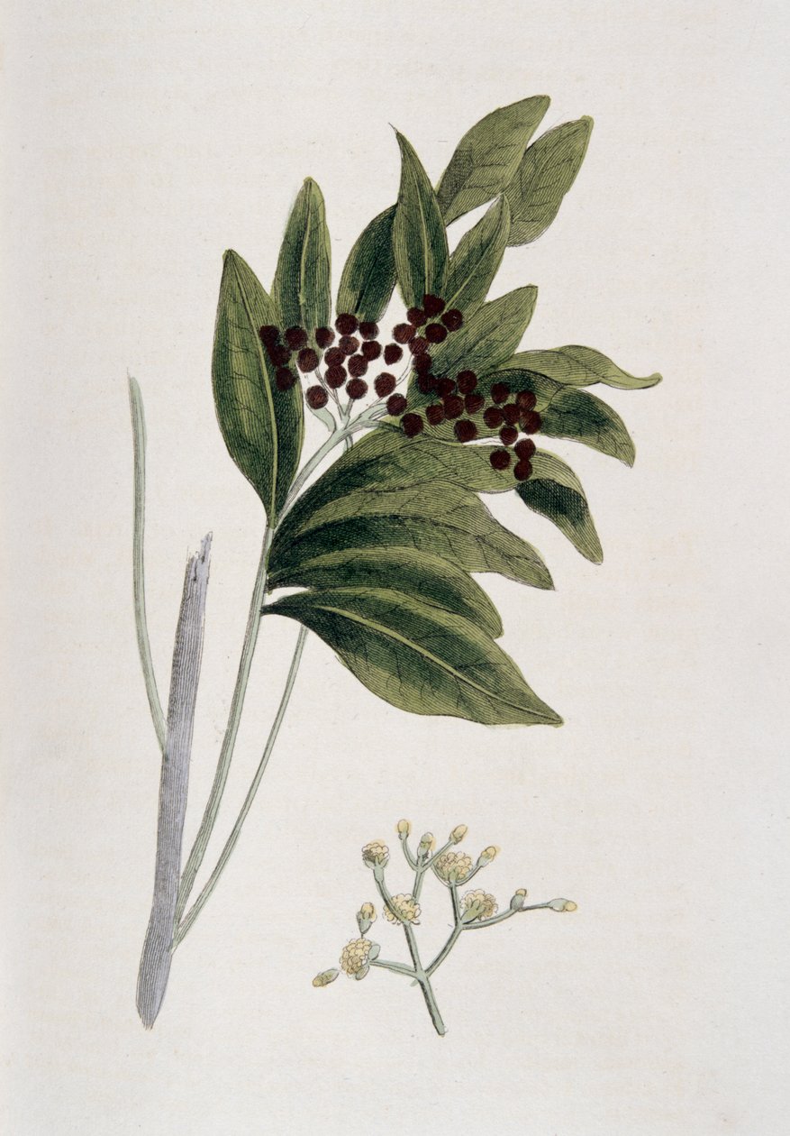 Pimenta da Jamaica, 1823 de Unbekannt