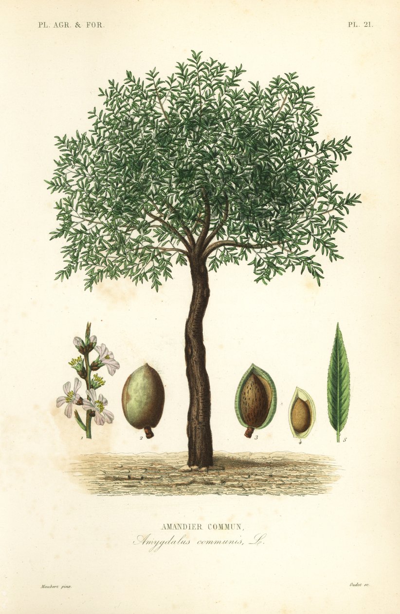 Amendoeira, Prunus dulcis, Amandier commun de Unbekannt