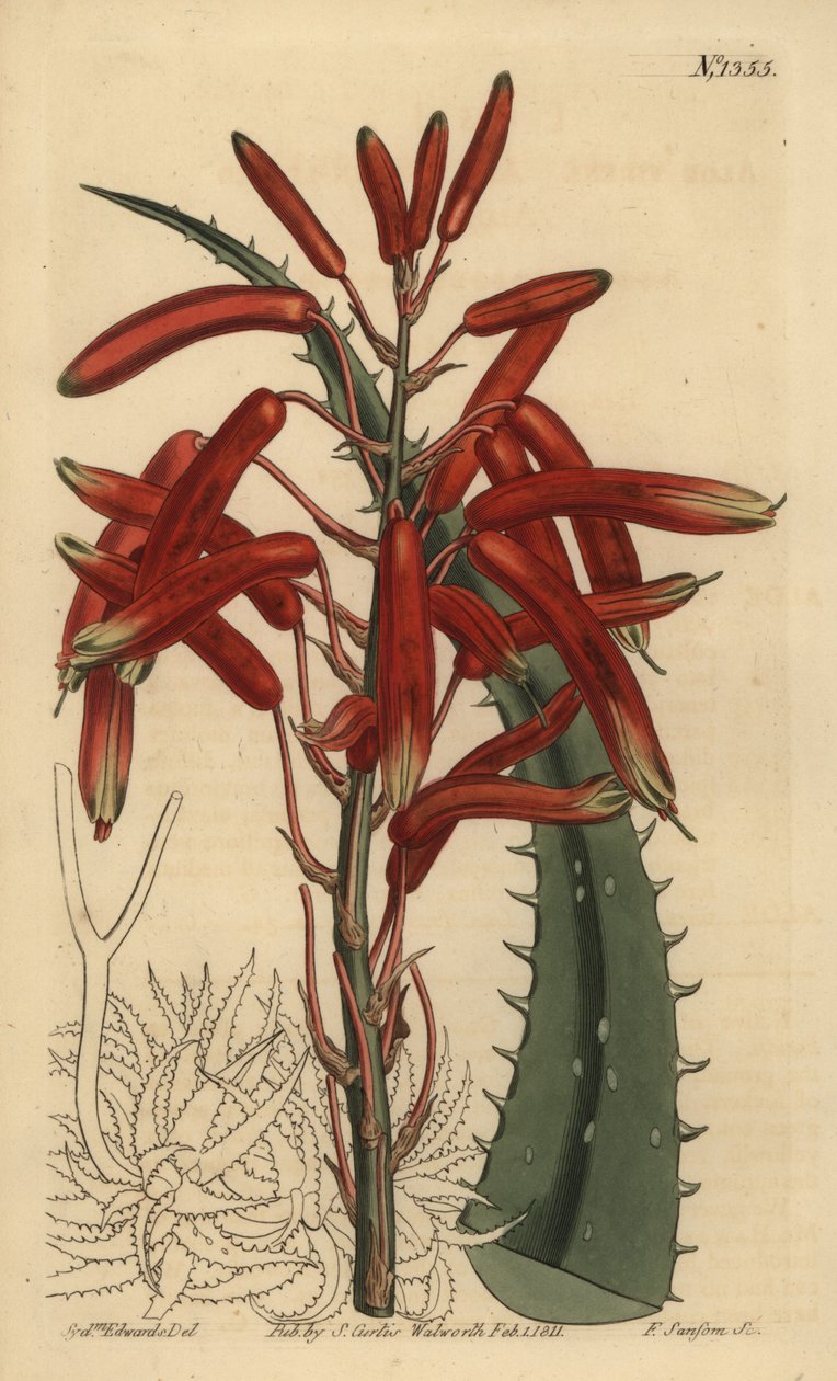 Aloe humilis (Aloé humilis verde-maçã, Aloé virens) de Unbekannt