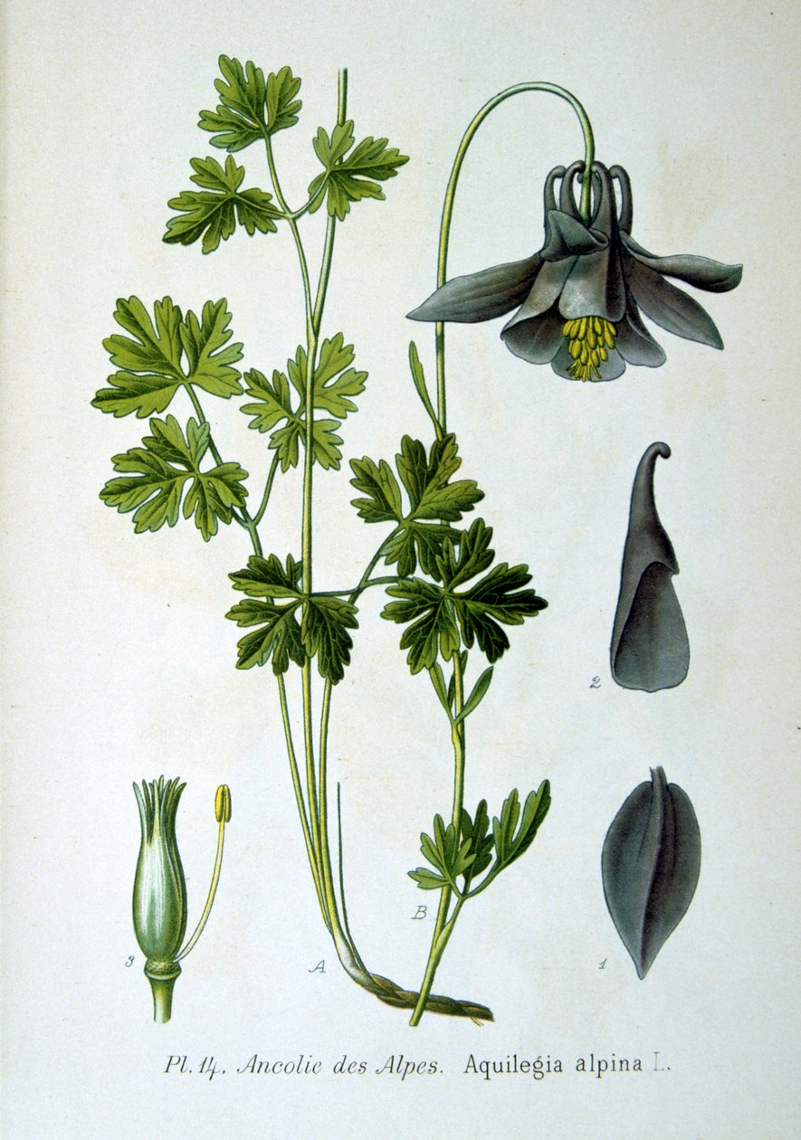 Columbine alpino, 1893 de Unbekannt