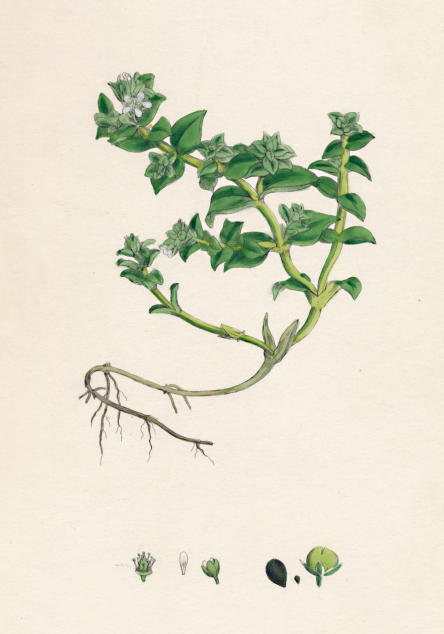 Alsine peploides. Purslane do mar, século XIX de Unbekannt