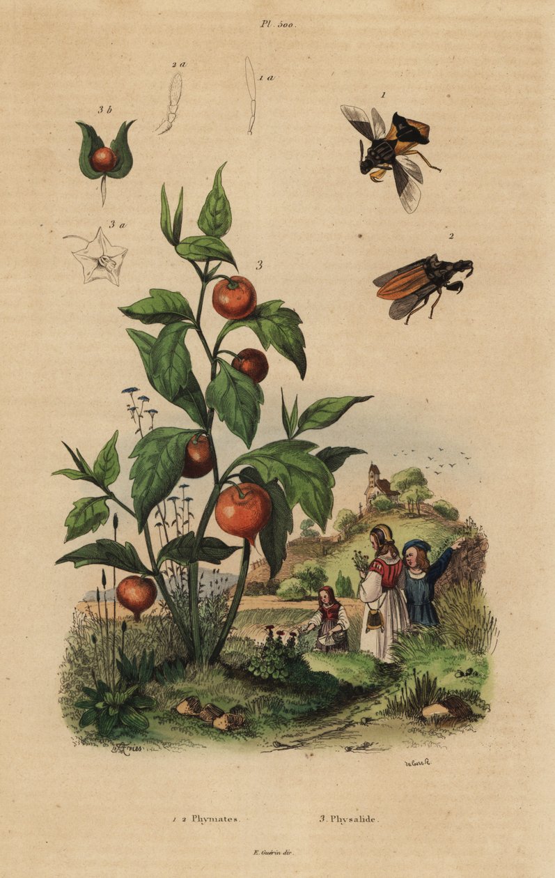 Bichinho de emboscada, Macrocephalus cimicoides 1,2, e planta de cerejeira da bexiga ou lanterna chinesa, Physalis alkekengi 3 de Unbekannt