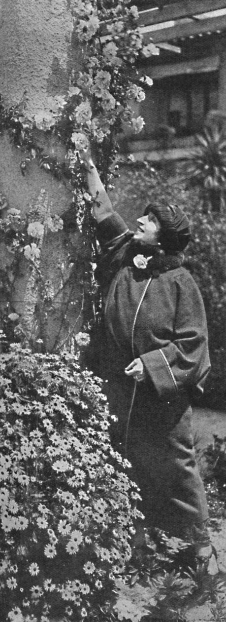 Amelita Galli-Curci - a grande diva reunindo rosas, suas flores favoritas, c1925 de Unbekannt