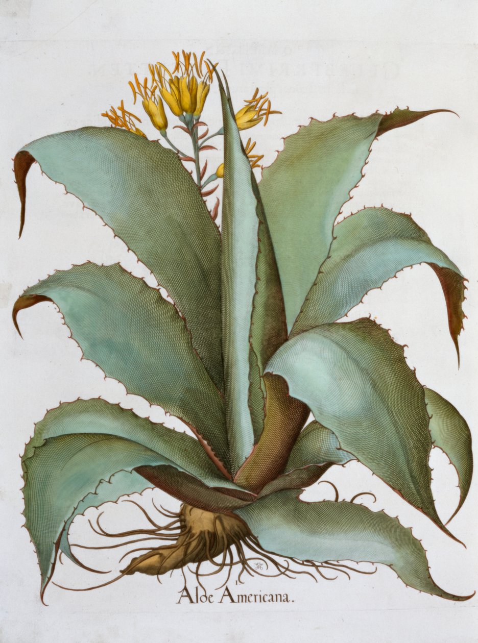 American Aloe Aloe Americana, 1613 de Unbekannt