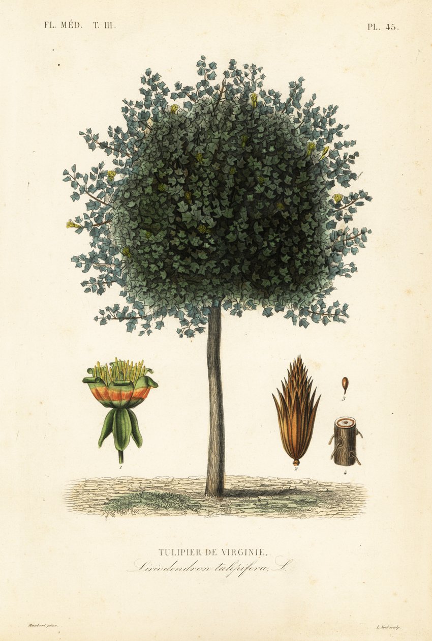 Tulipeira americana ou tulipa, Liriodendron tulipifera, Tulipier de Virginie de Unbekannt