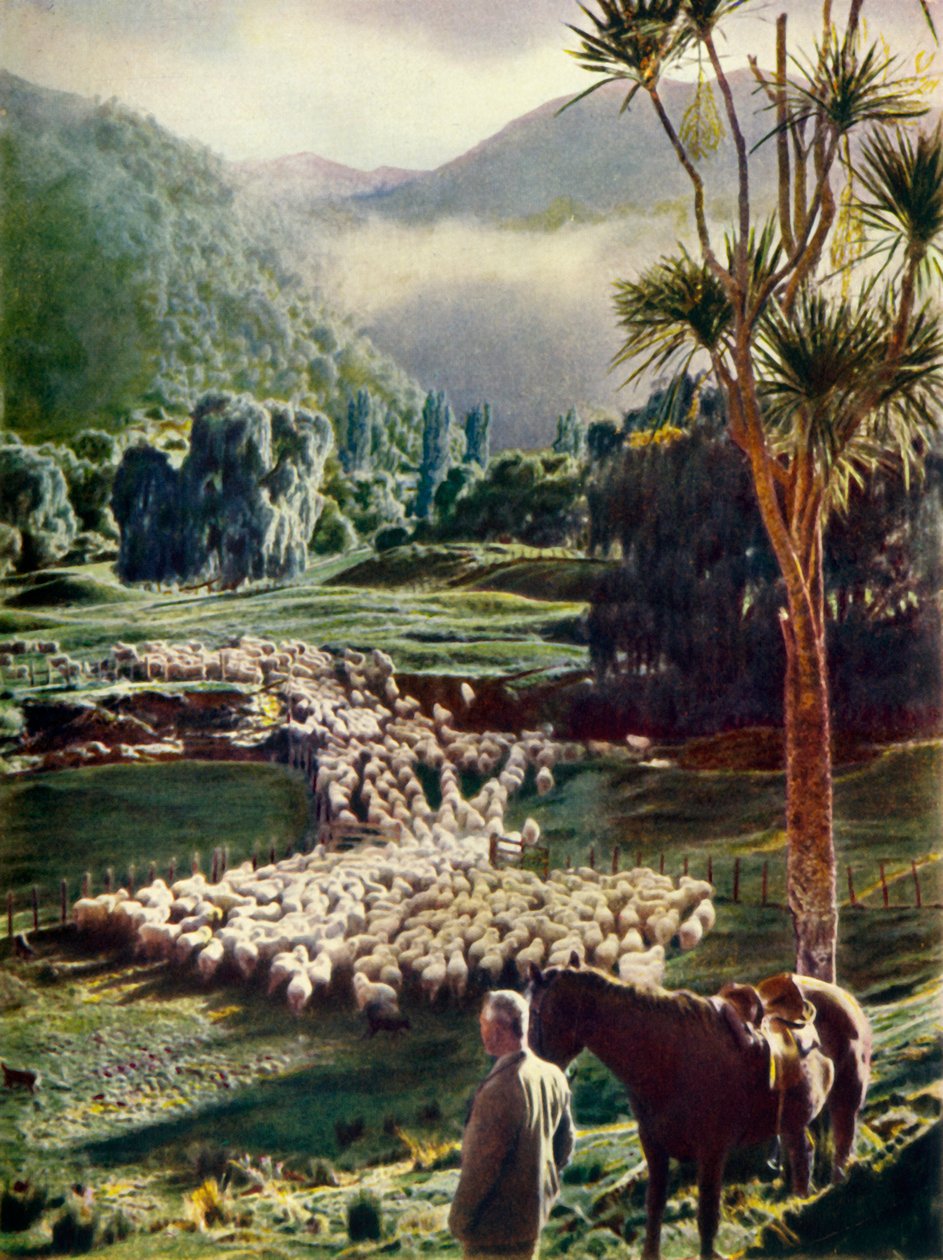 Entre as belezas das fazendas de ovelhas da Nova Zelândia, c1948. de Unbekannt