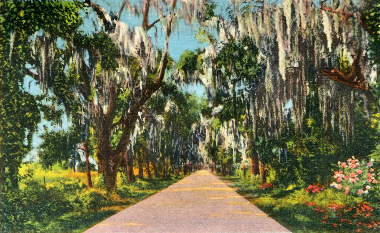 Uma cena fascinante da estrada nas Carolinas, 1942. de Unbekannt
