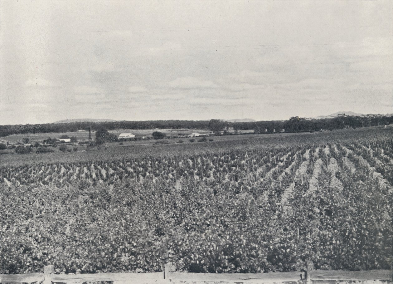Um vinhedo australiano, 1923. de Unbekannt