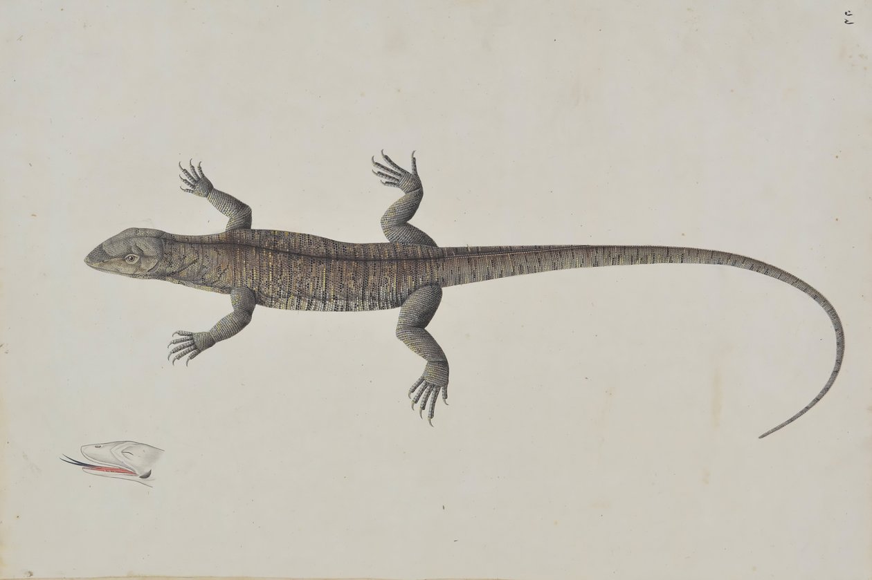 Um lagarto indiano Bish-Copra, ca. 1790. de Unbekannt