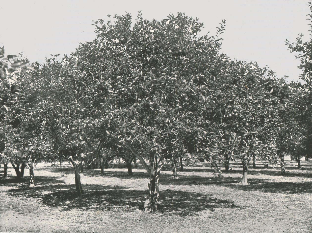 Um bosque de laranja perto da cidade, Santo Agostinho, EUA, 1895. de Unbekannt
