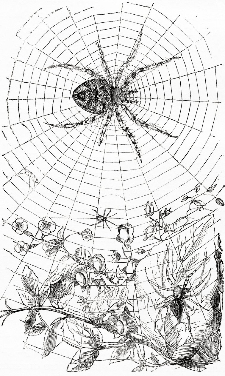 Uma aranha orbital ou um araneóide. de Unbekannt