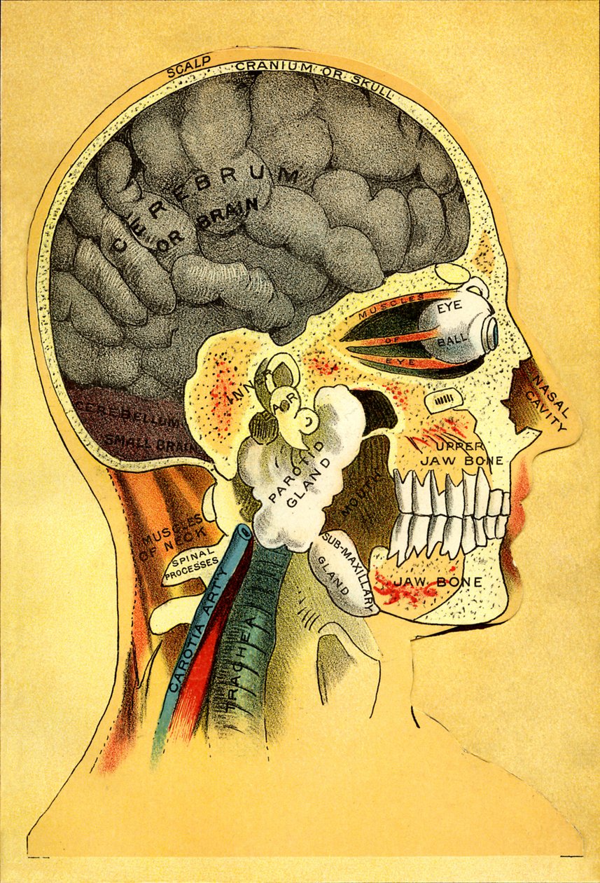 Gráfico anatômico, a cabeça 1905 de Unbekannt