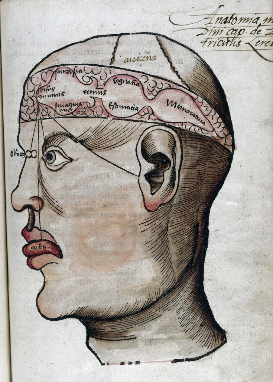 Anatomia do século XVI: secção transversal do cérebro, para o estudo da localização das diferentes funções cerebrais e dos órgãos relacionados da cabeça de Unbekannt