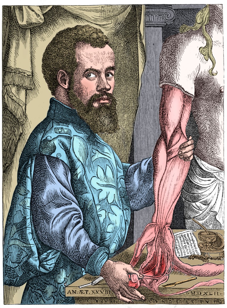 Andreas Vesalius, anatomista flamengo do século XVI de Unbekannt