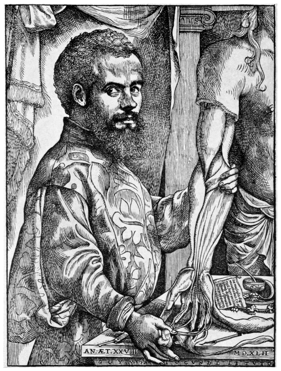 Andreas Vesalius, anatomista flamengo do século XVI, 1954 de Unbekannt