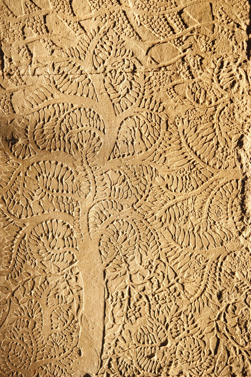 Angkor Wat, Detalhe esculpido em WallTree, Siem Reap, Camboja de Unbekannt