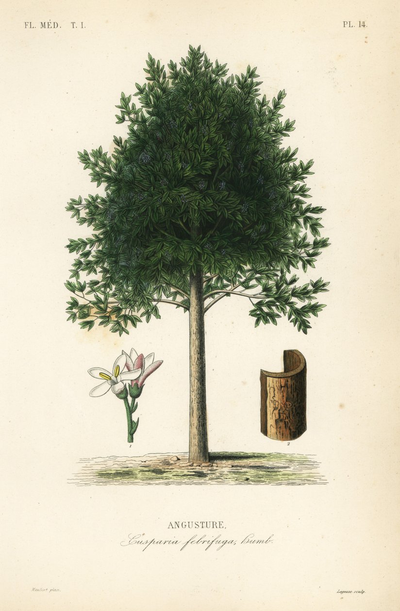 Angostura trifoliata, Cusparia febrifuga, Angustura de Unbekannt