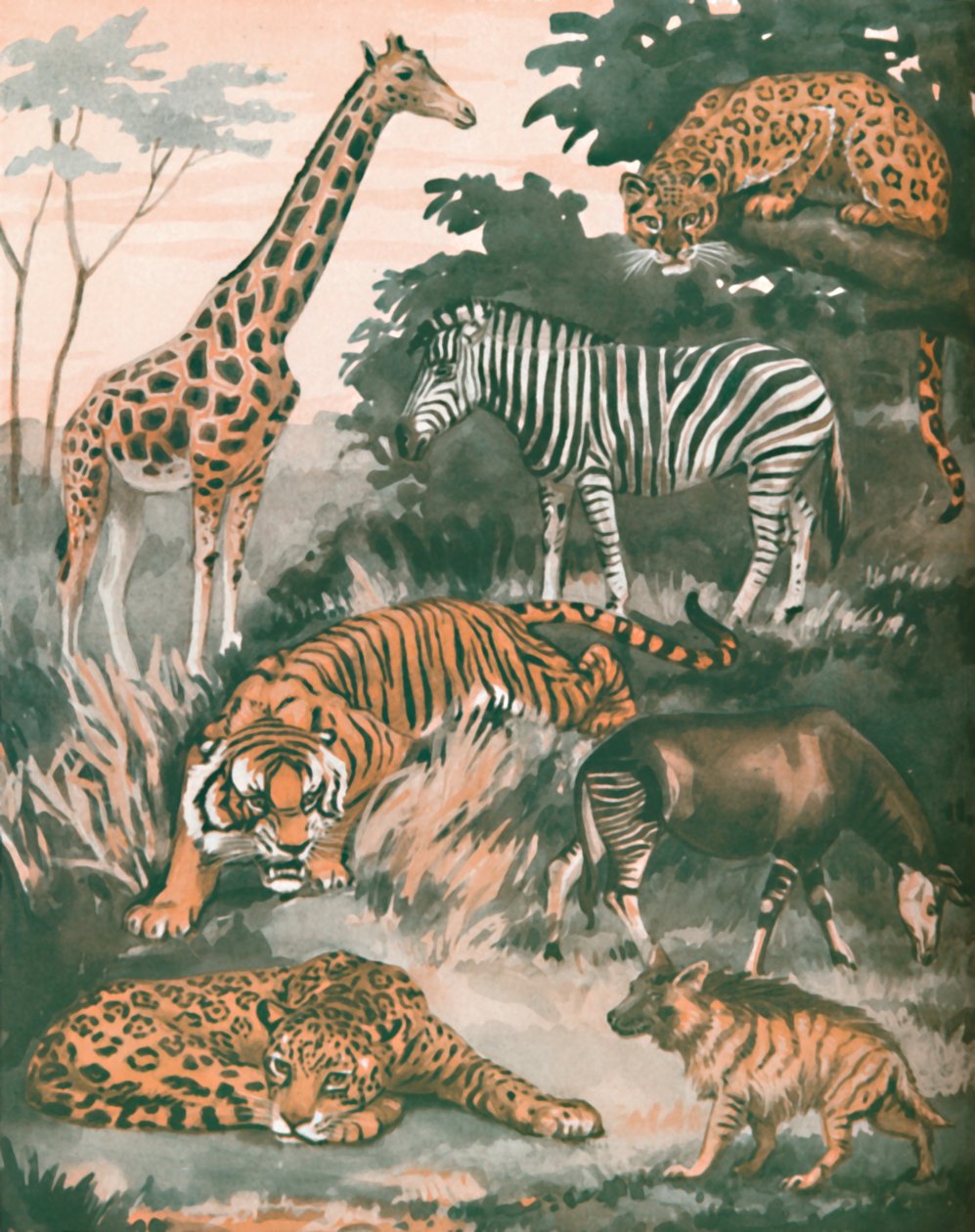 Animais ajudados por manchas e listras, 1935 de Unbekannt