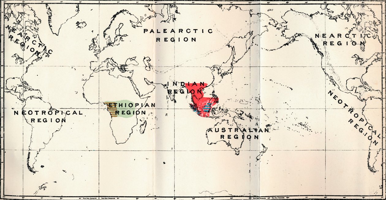 Anthropoidea - Hylobates Red, Simia Blue, Gorilla Brown, Anthropopithecus Green, 1897 de Unbekannt