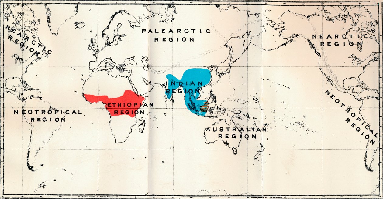 Anthropoidea - Distribuição de mapas Géneros Semnopithecus Blue, Nasalis Brown, Colobus Red, 1897 de Unbekannt