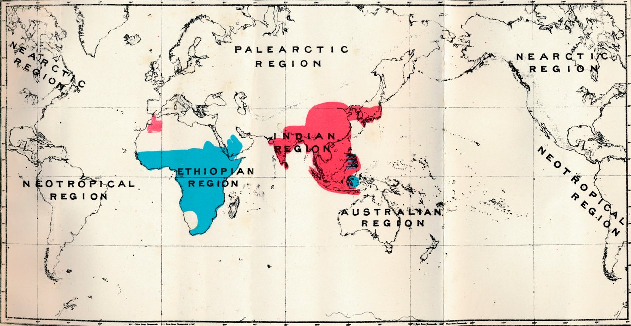 Anthropoidea - VI. Mapa de distribuição de várias espécies Blue e Macacus Red, 1897 de Unbekannt