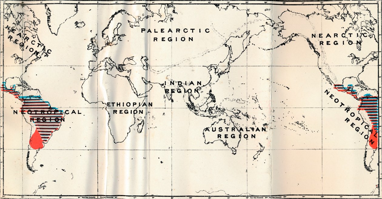 Anthropoidea - V. Distribuição do mapa das famílias Hapalidae Red e Cebidae Blue, 1897 de Unbekannt