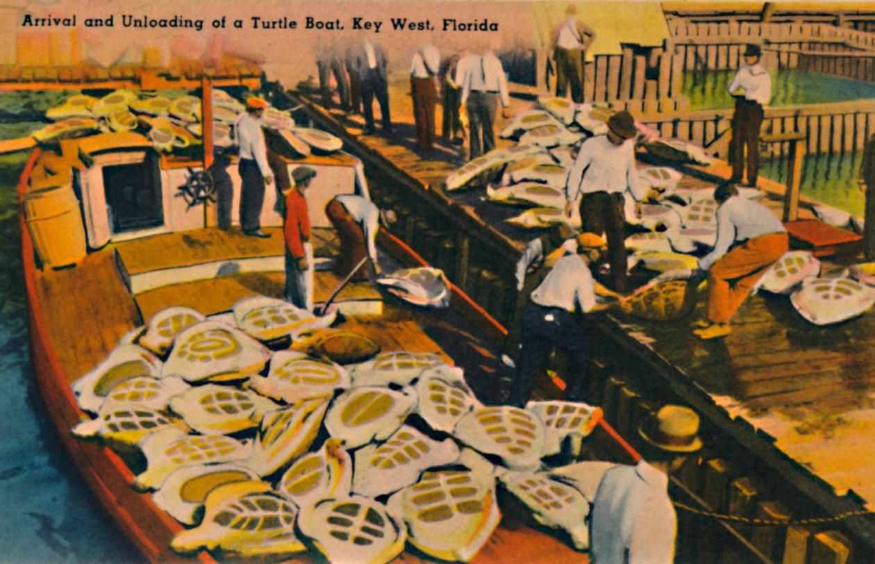 Chegada e descarga de um barco de tartaruga, Key West, Flórida, c1940s de Unbekannt