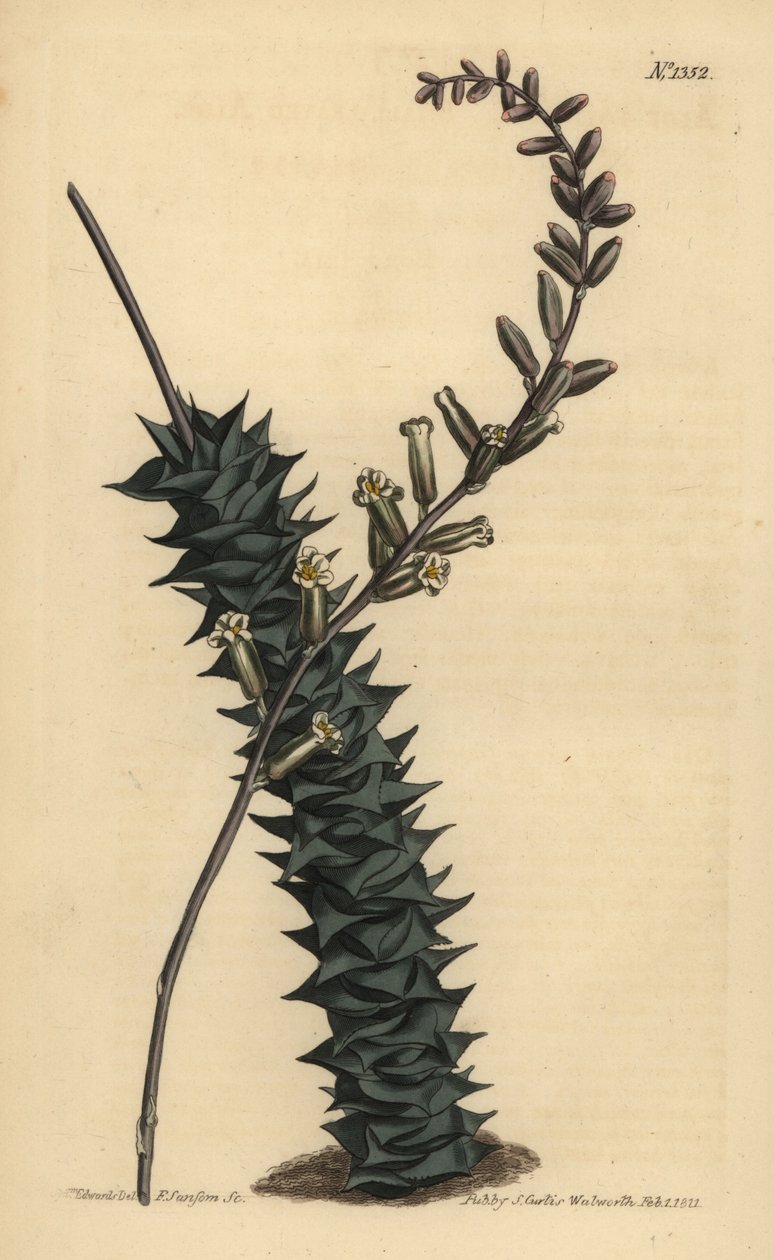 Astroloba foliolosa (Aloe foliolosa de folhas pequenas, Aloe foliolosa) de Unbekannt