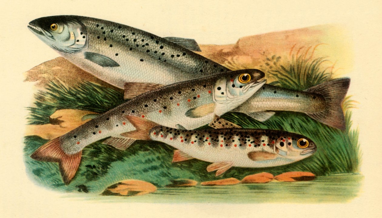 Salmão do Atlântico - Grilse, Smolt e Parr, 1887, 1946. de Unbekannt