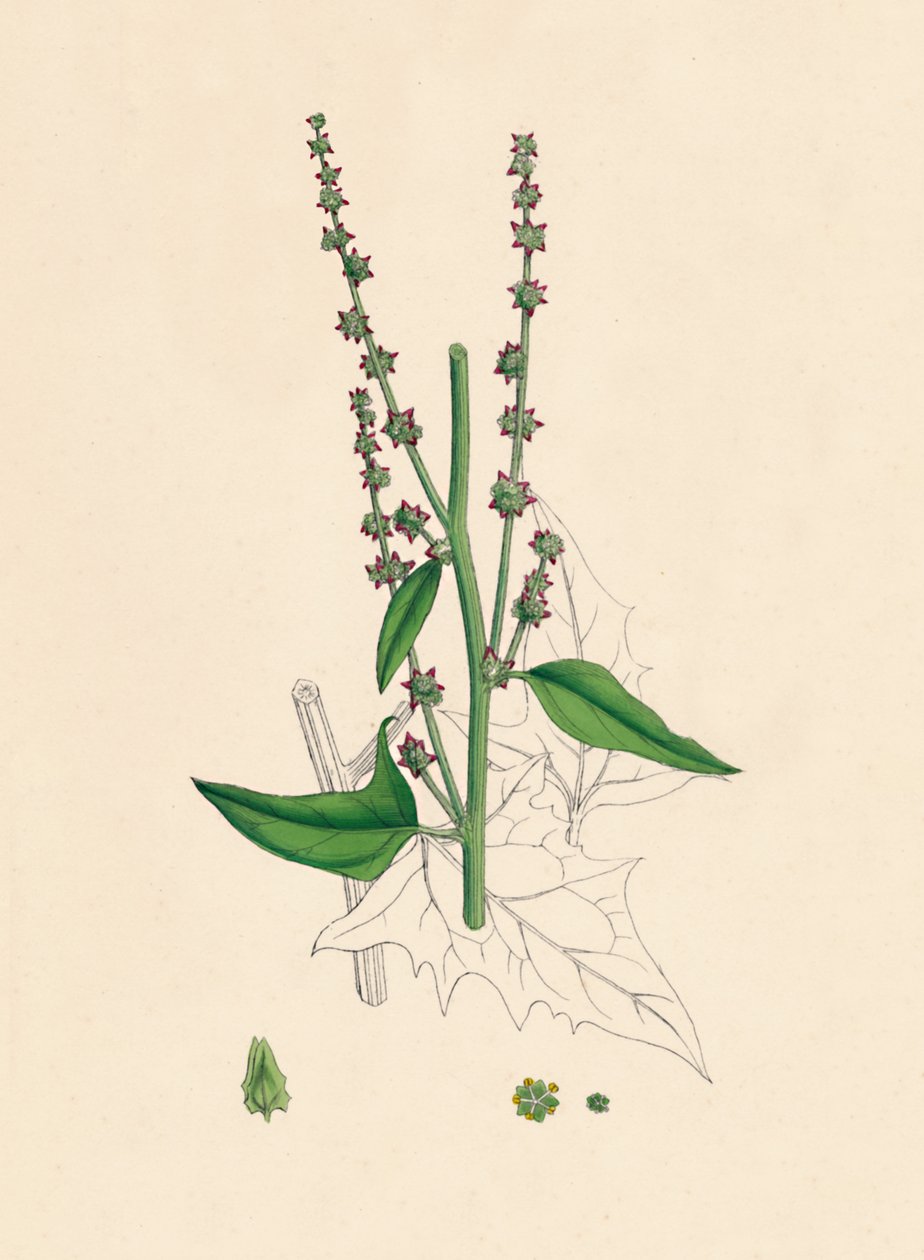 Atriplex Smithii. Smiths Orache, século XIX de Unbekannt