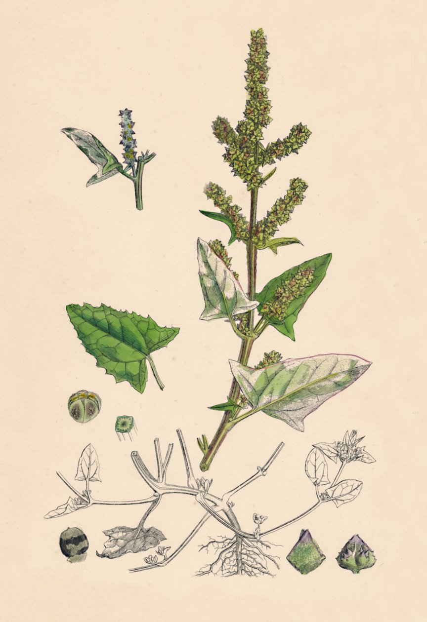 Atriplex deltoidea. Orache com folhas triangulares, século XIX de Unbekannt