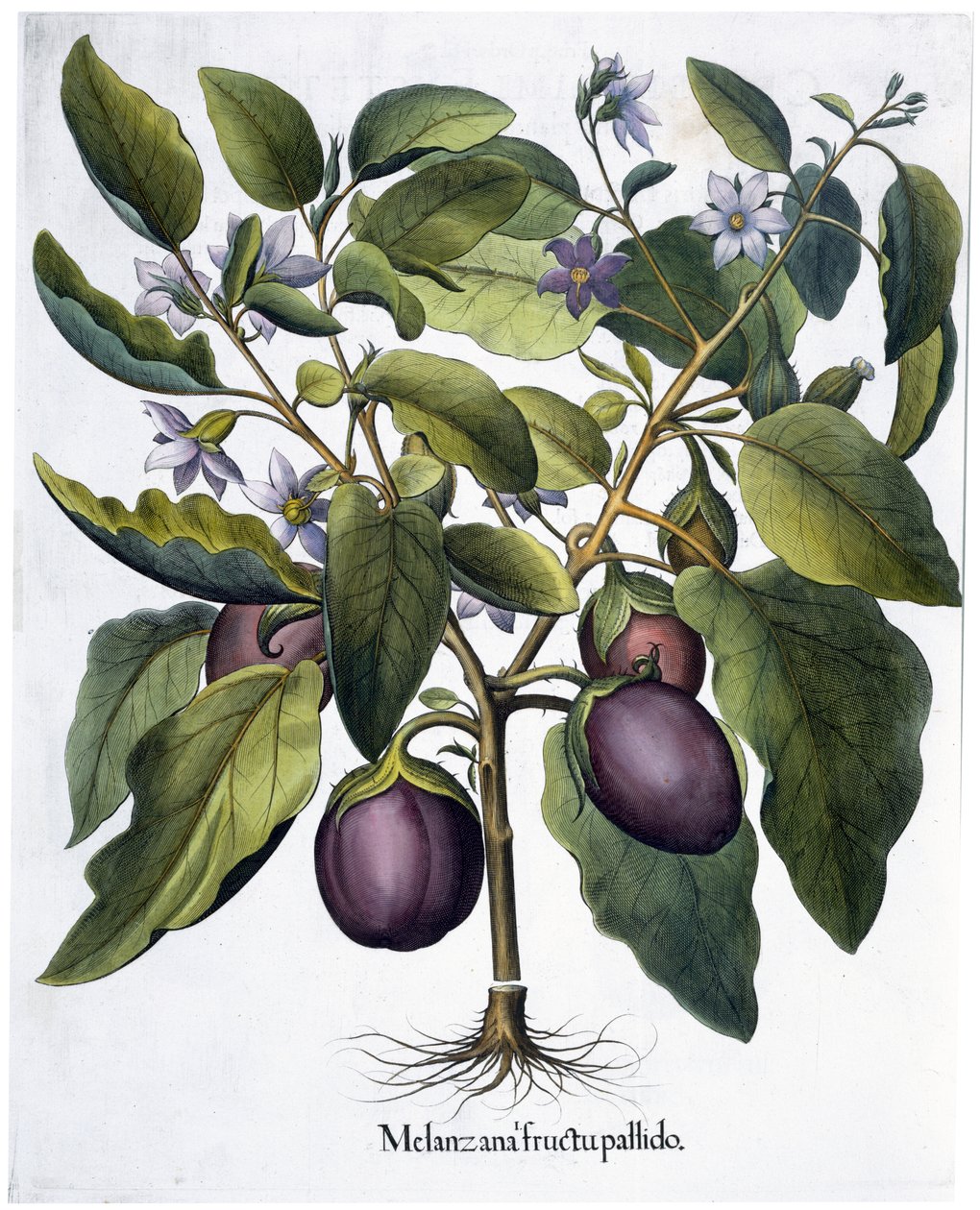 Berinjela, 1613 de Unbekannt