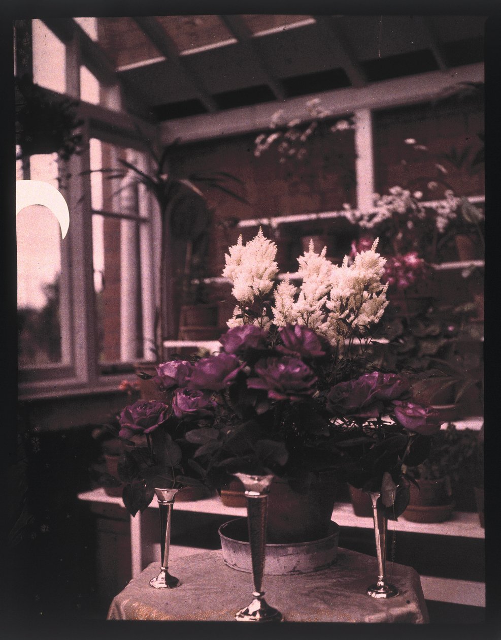 Autocromo de rosas rosa num vaso prateado numa estufa, c 1910 de Unbekannt