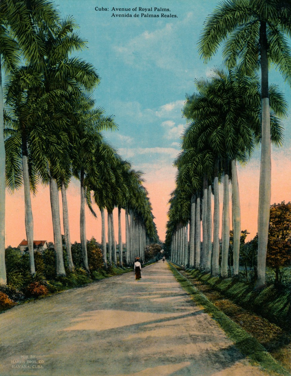 Avenida das palmas reais, Cuba, c1920 de Unbekannt
