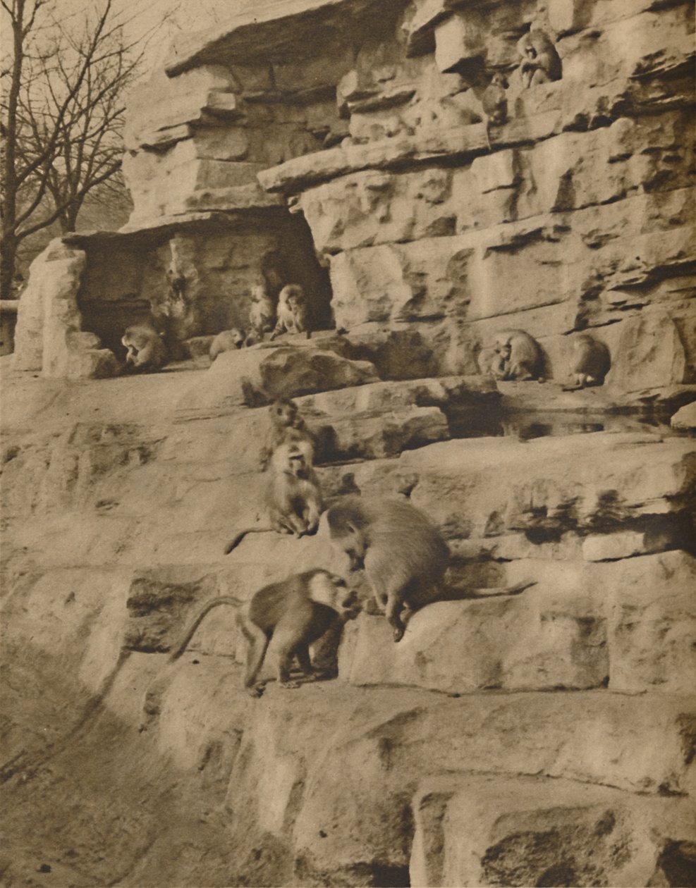 Babuínos em seus arredores naturais na colina do macaco, c1935. de Unbekannt