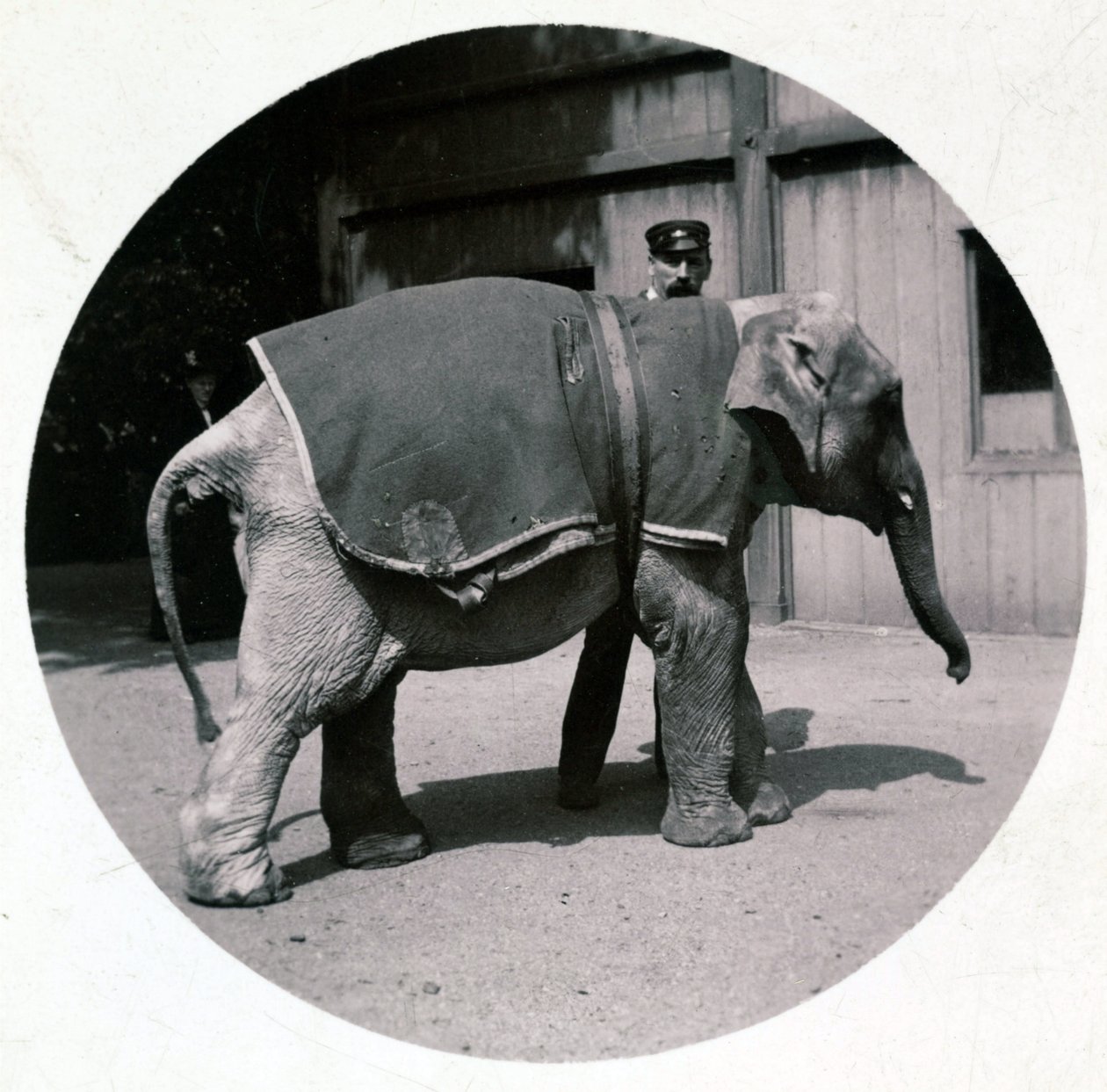 "Elefante bebé no jardim zoológico", versos 1890 de Unbekannt