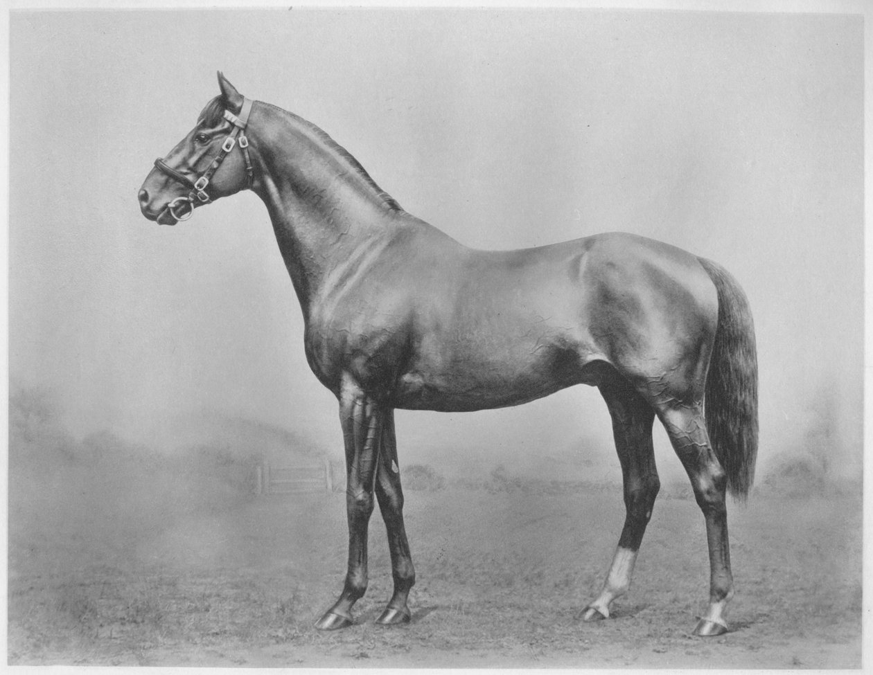 Botão de solteiros. Winkfield - Milady, 1911 de Unbekannt