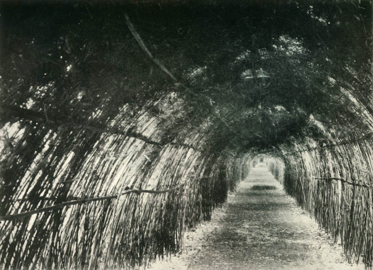 Avenida Bamboo em Barrackpore, 1904, 1925. de Unbekannt