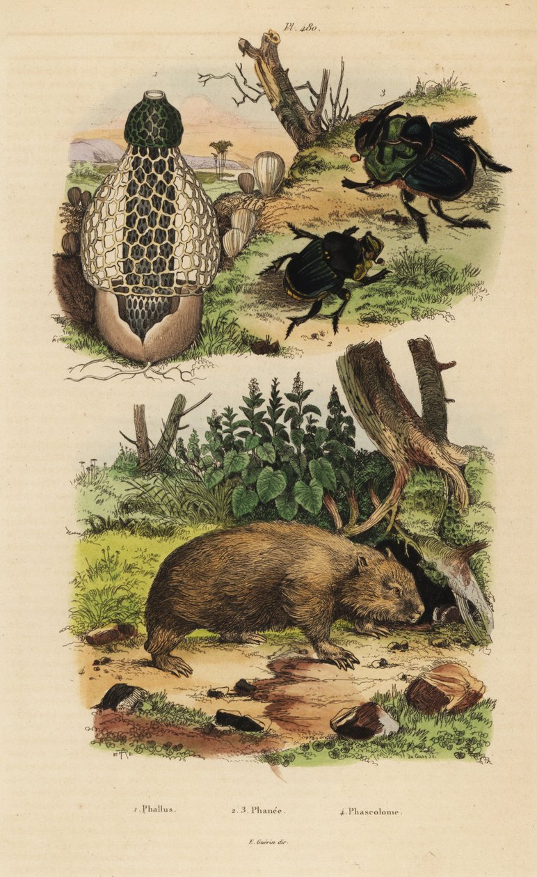 Fungo bambu, Phallus indusiatus 1, escaravelho de excrementos, Coprophanaeus ensifer 2 e Diabroctis mimas 3, e vombato-comum, Vombatus ursinus 4 de Unbekannt