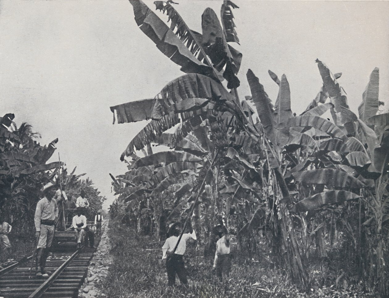Plantação de bananas, 1924 de Unbekannt