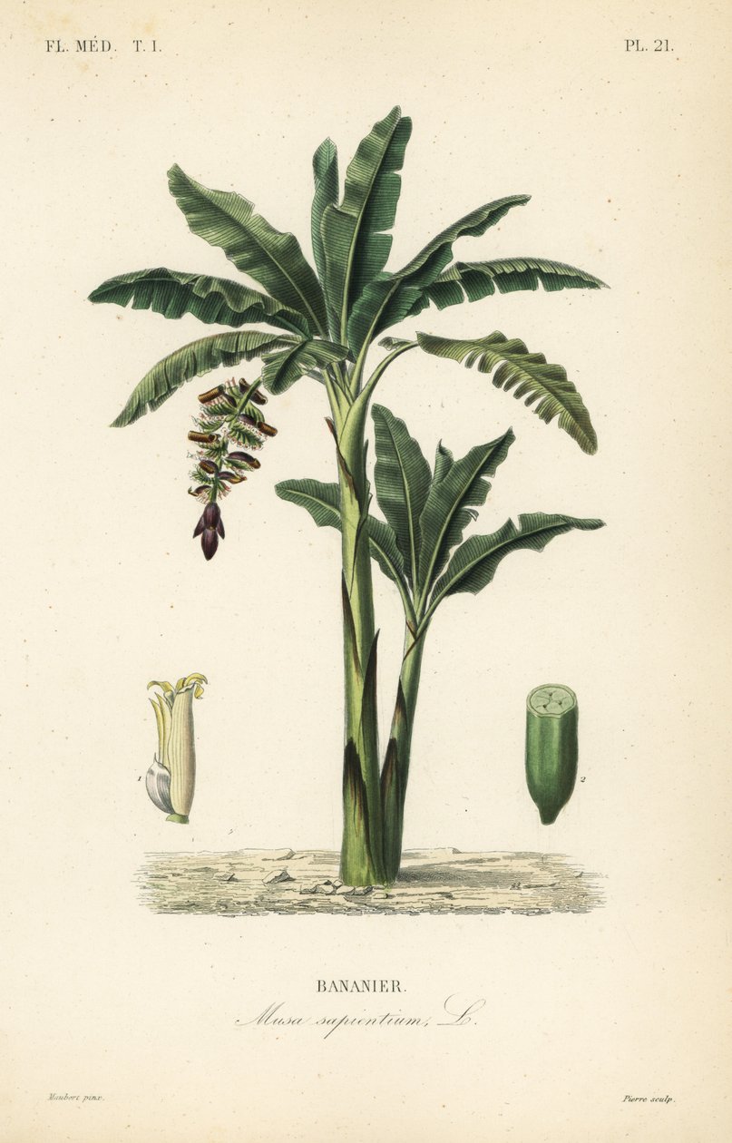 Bananeira, Musa paradisiaca, Musa sapientium, Bananier de Unbekannt