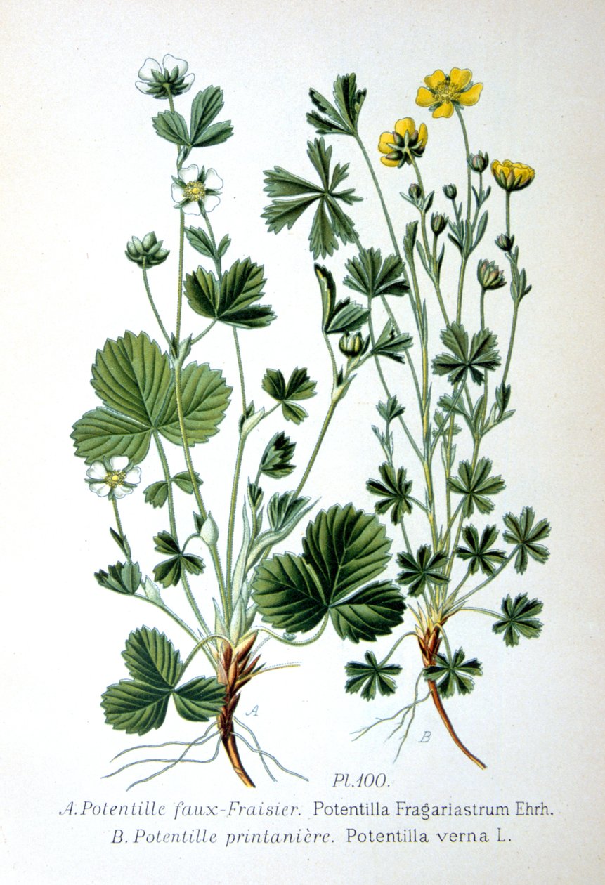 Morango estéril e cinquefoil de primavera, 1893 de Unbekannt