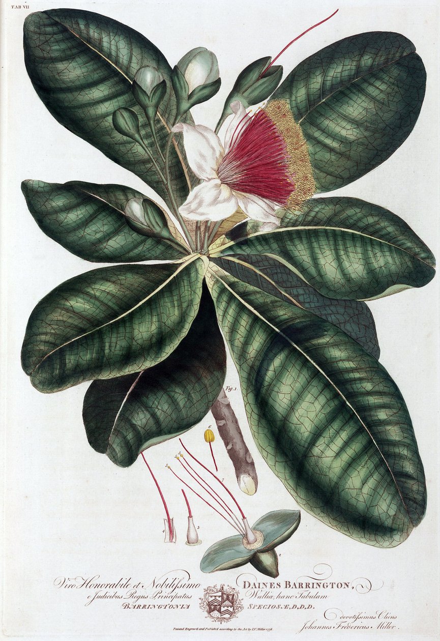 Barringtonia de Unbekannt