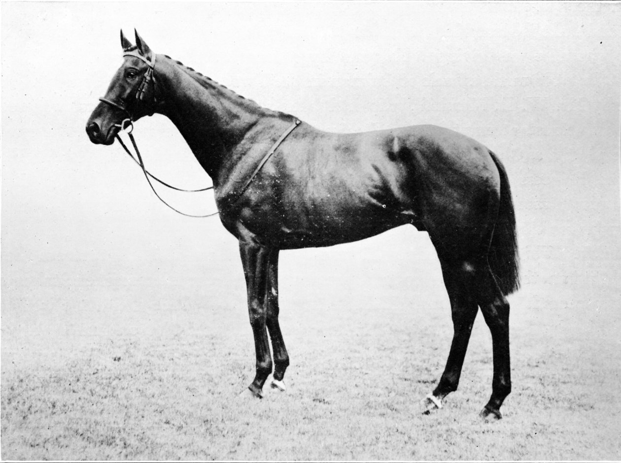 Bayardo, 1911 de Unbekannt