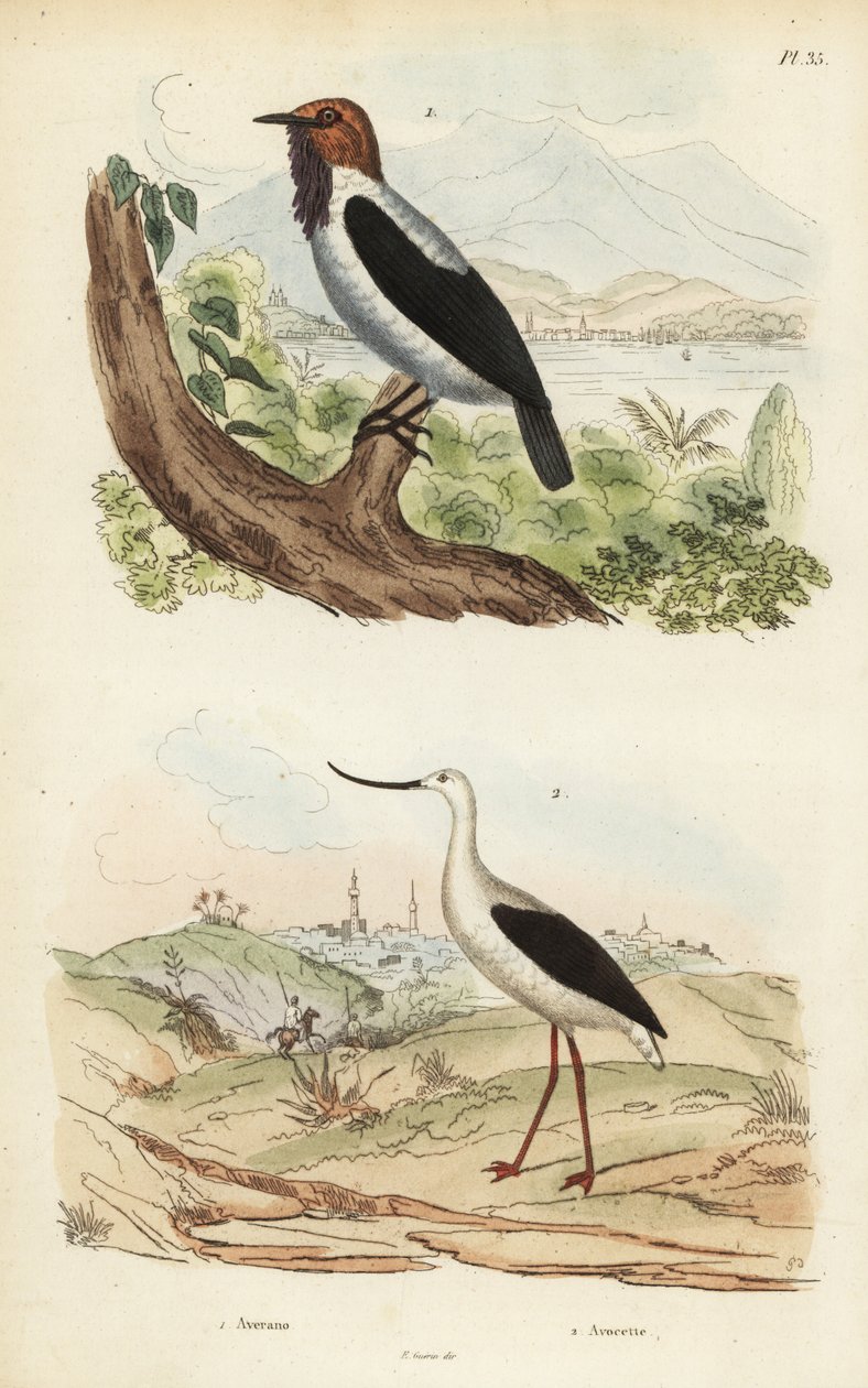Pássaro barbudo, Procnias averano, e Avocet americana, Recurvirostra americana de Unbekannt